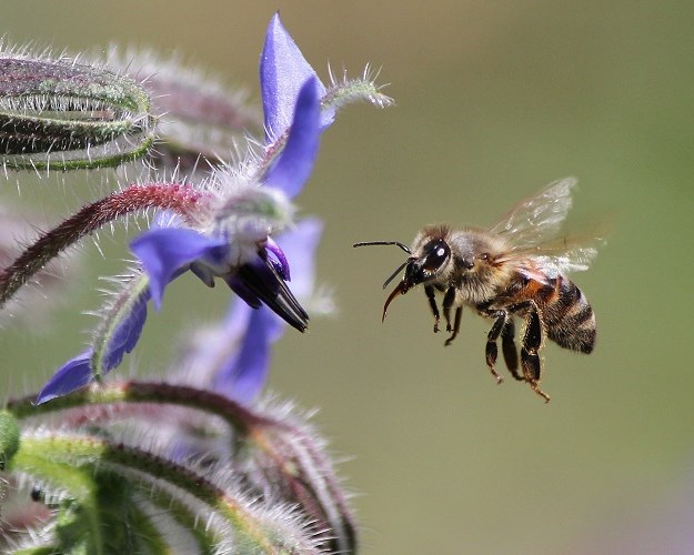 Honey bee with borage