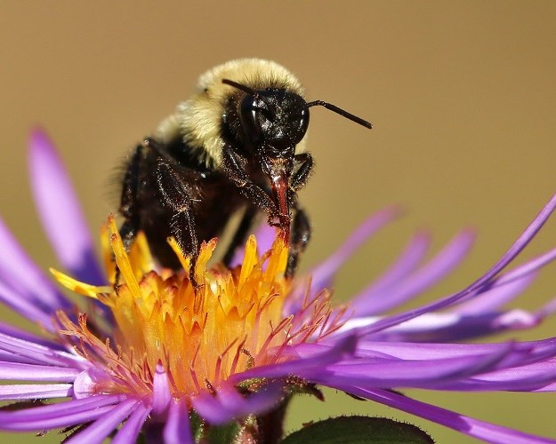 Bumble bee tongue with aster.jpg