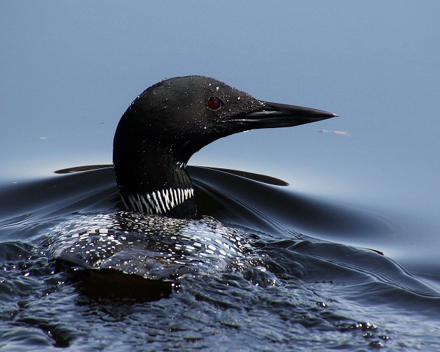 Loon surfacing