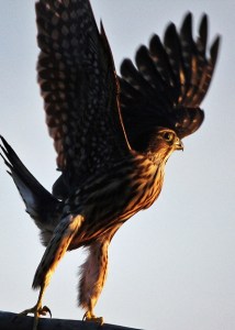 Merlin in setting sunlight
