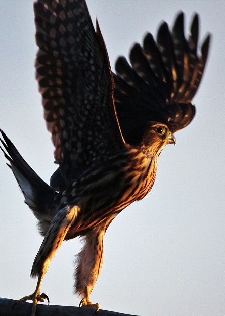 Merlin in setting sunlight