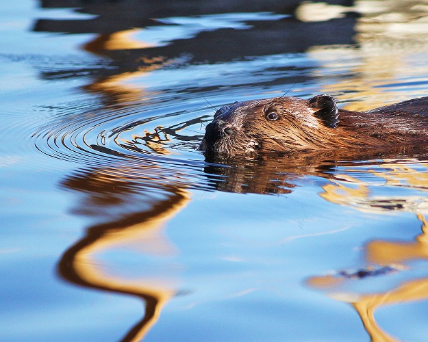 Beaver ripples