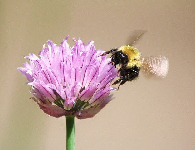 Bumble bee with chive flower