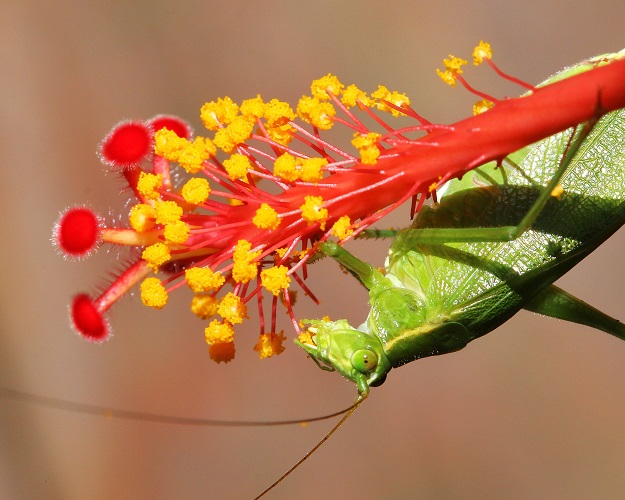 Katydid with Red Hibiscus Pistil