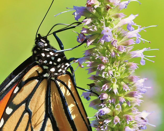Monarch with hyssop