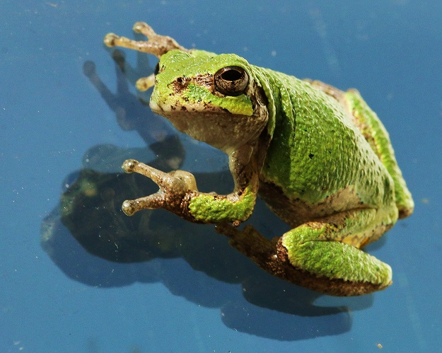 Tree Frog Reflecting