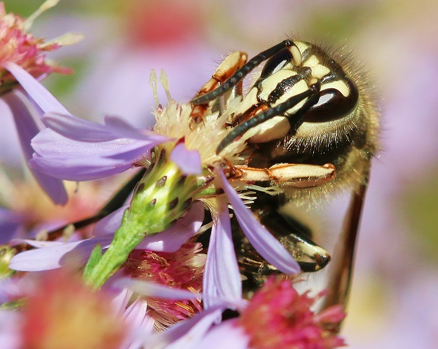 Bald Faced Hornet with Asters
