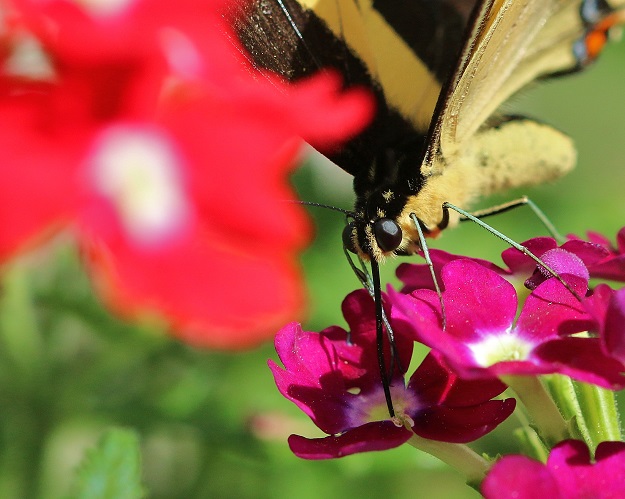Giant Swallowtail with Verbenas