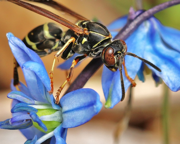 Paper Wasp with Siberian Squill