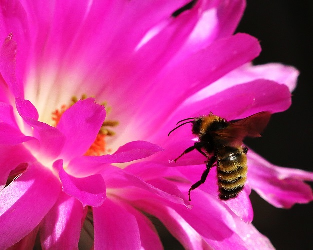 Bumble Bee with Cactus Flower