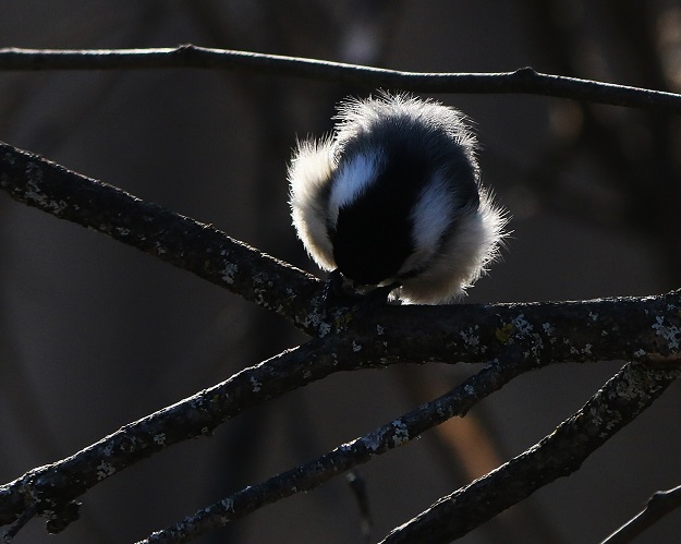 backlit chickadee
