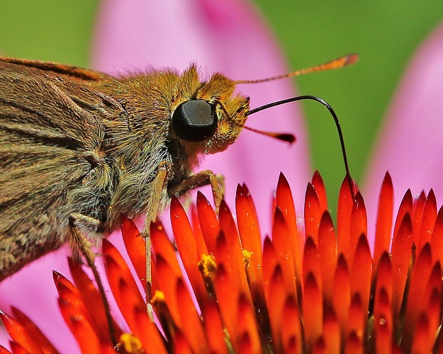 skipper butterfly with purple coneflower