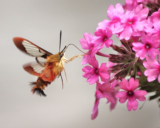 Hummingbird Moth with Verbenas