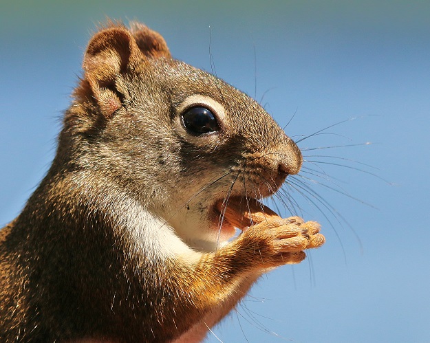 Red Squirrel with Almond