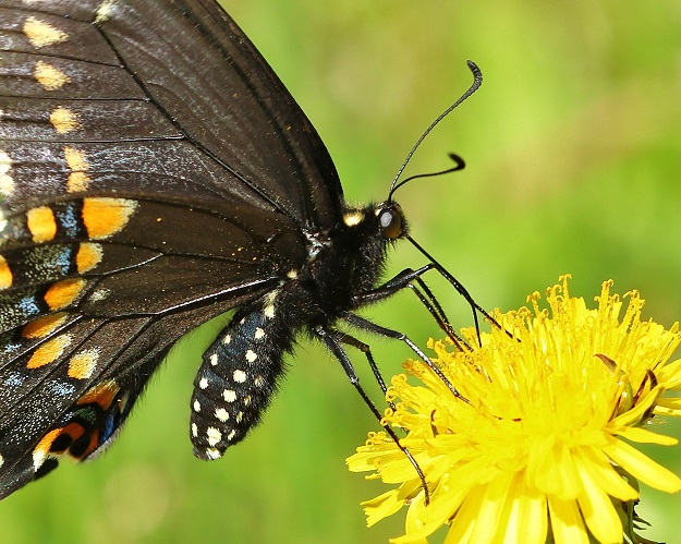 Black Swallowtail with Dandelion