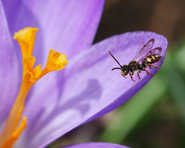 Little Bee with Crocus