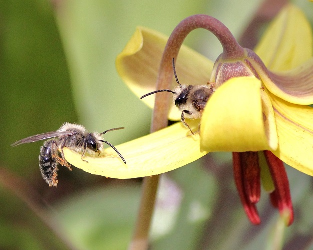 Little Bees with Trout Lily Flower