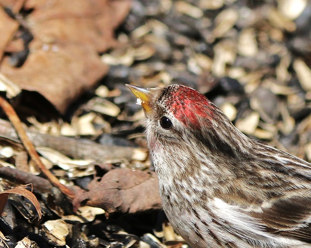 Common Redpoll
