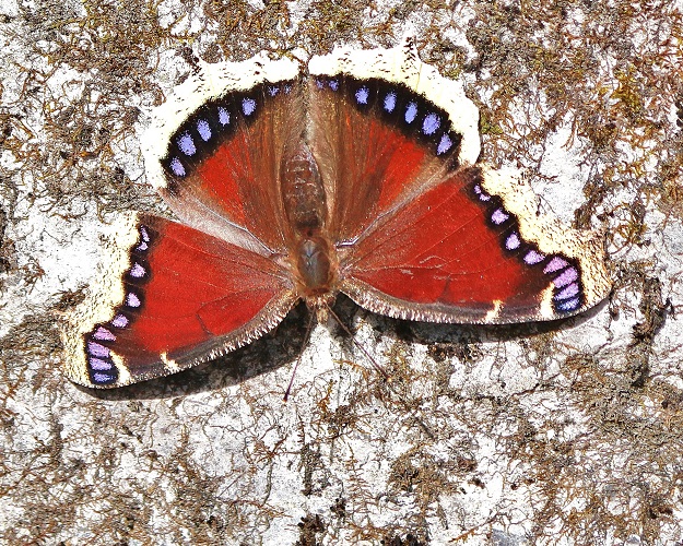 Mourning Cloak