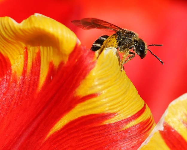 Little Bee on Red and Yellow Tulip