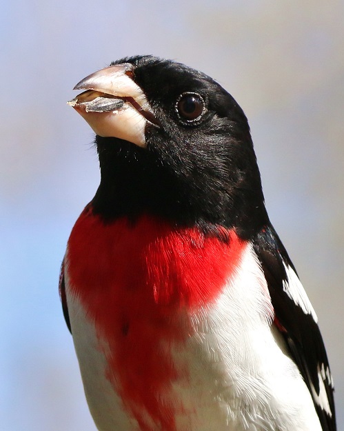 Rose-Breasted Grosbeak Eating Sunflower Seed