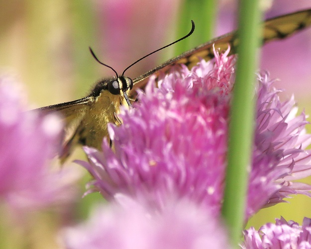 Giant Swallowtail with Chives