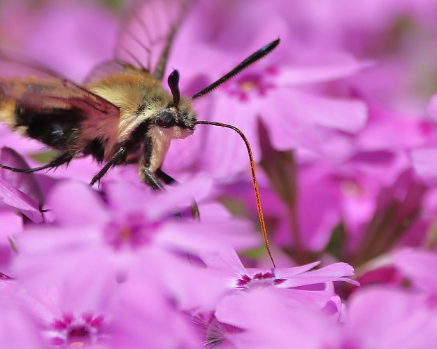 Hummingbird Moth with Phlox Flowers