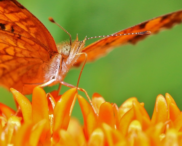 Crescent Butterfly on Butterfly Weed