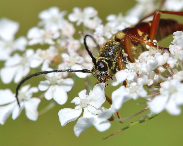 Longhorned Beetle on Queen Annes Lace