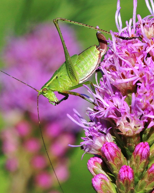 Katydid with Blazing Star