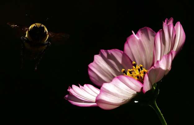 Bumble Bee with Cosmos Flower