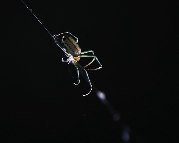 Orchard Orb Weaver