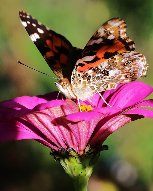 Painted Lady on Zinnia