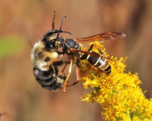 Last of the Goldenrod