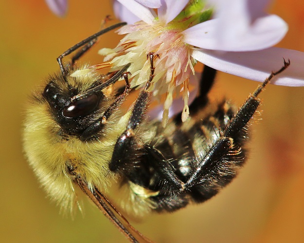 Bumble Bee Hanging on Aster Flower