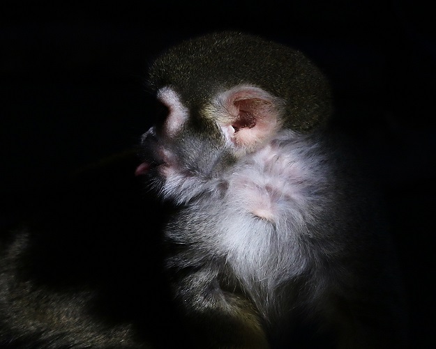 Squirrel Monkey Profile