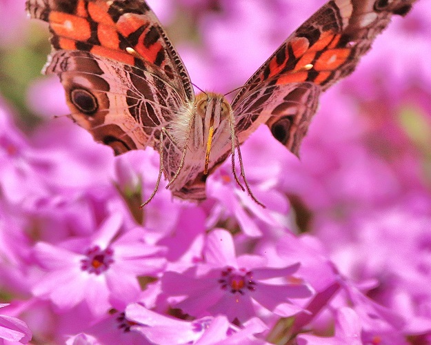 American Lady with Creeping Phlox