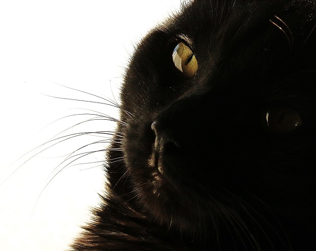 Eyes Right in Black and White