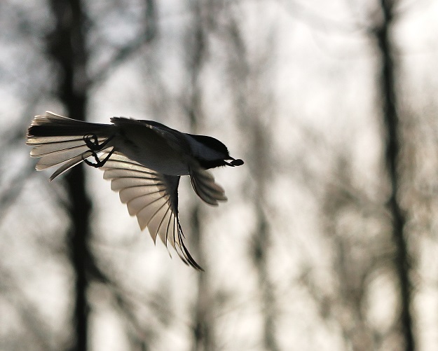 Last Seed Before Sunset