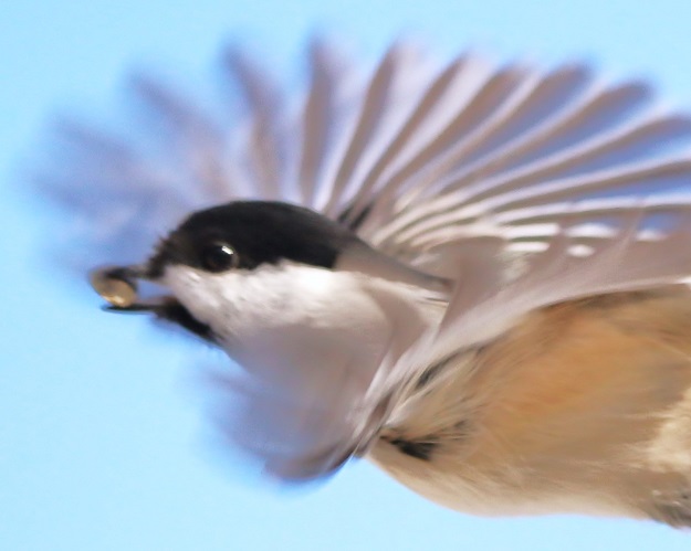 Chickadee Swirl
