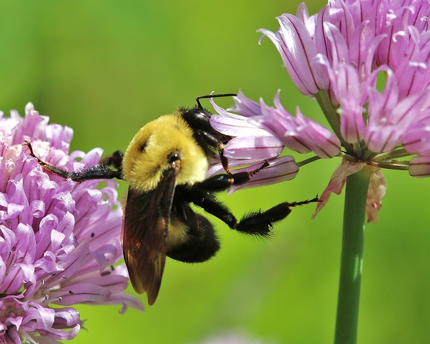 Bumble Bee Between Chive Flowers