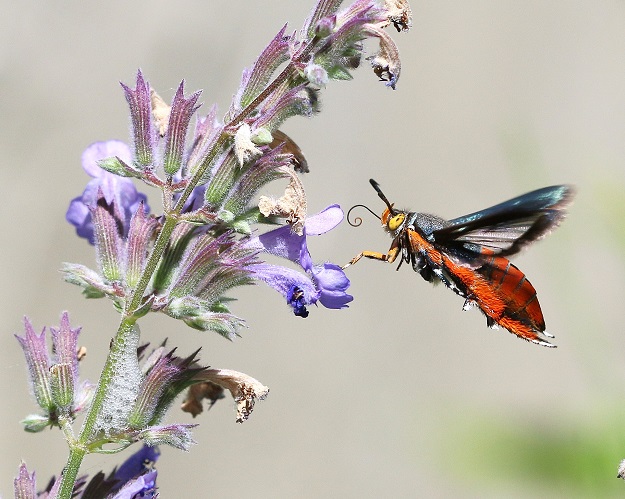 Squash Vine Borer Moth with Catmint