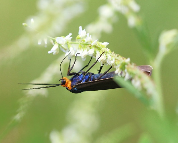 Virginia Ctenucha Moth on White Sweet Clover