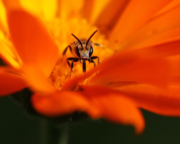 Little Bee in Calendula Flower