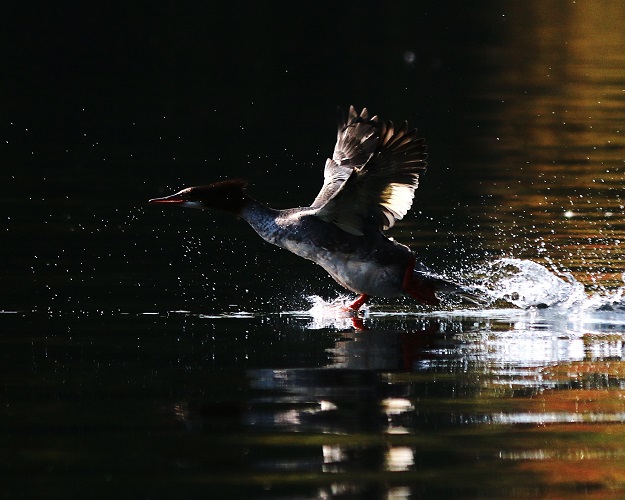 Common Merganser Take-Off