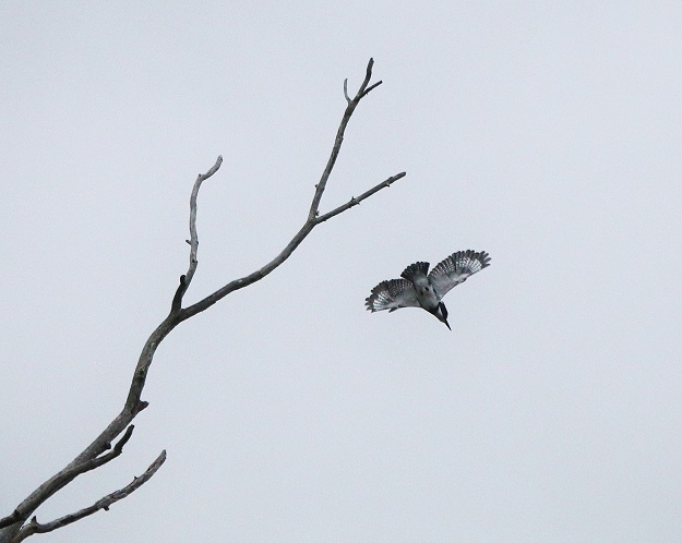 Kingfisher Dive