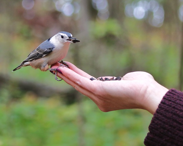 Nuthatch Handout