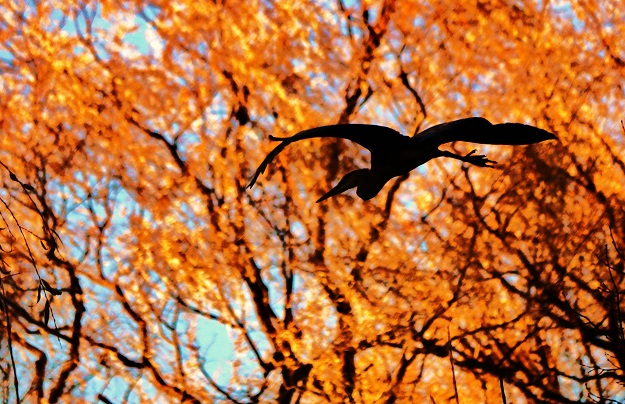 Heron in Fall