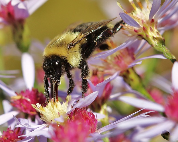 Stretched Bumble Bee with Aster Flowers