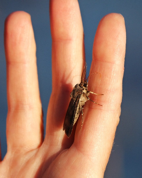 Three Fingers Three Legs and a Tongue